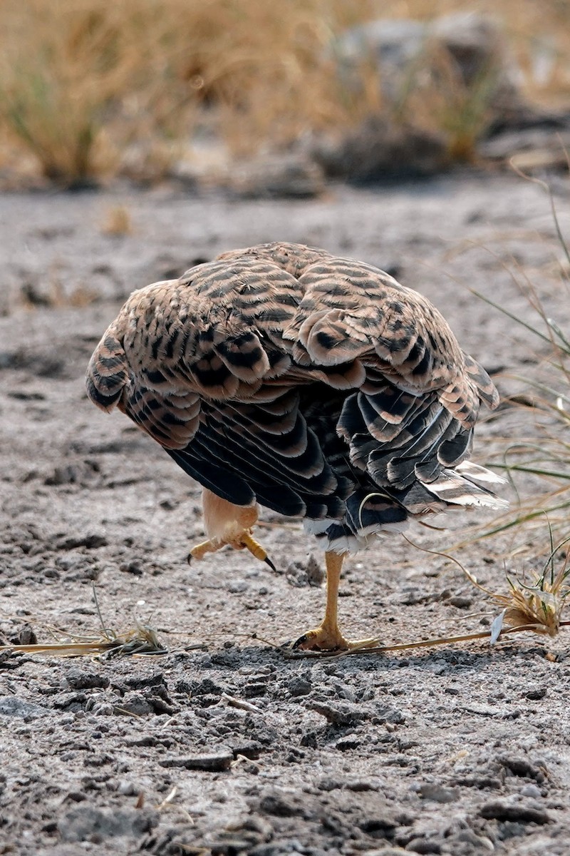 Greater Kestrel - ML642648668