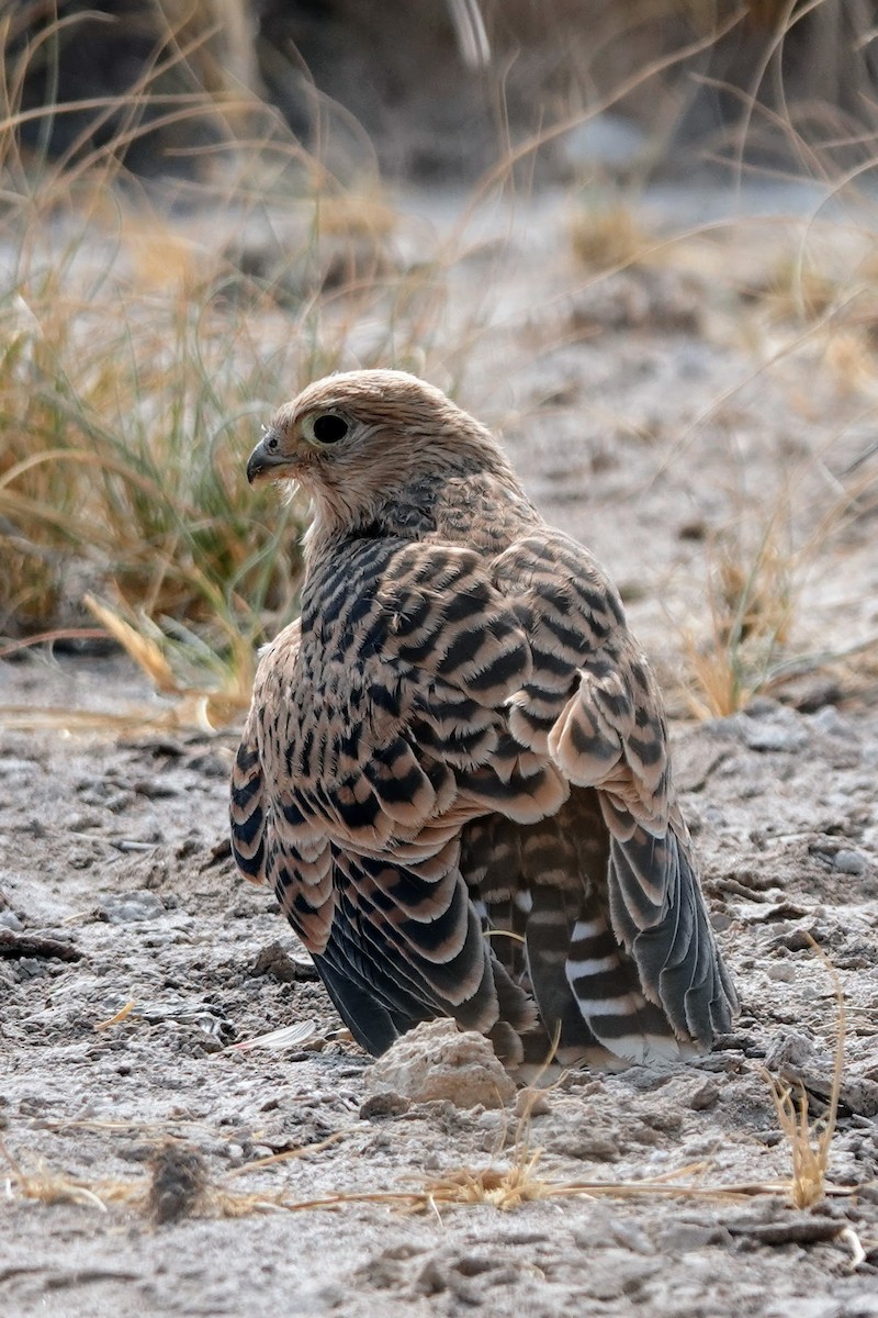 Greater Kestrel - ML642648669