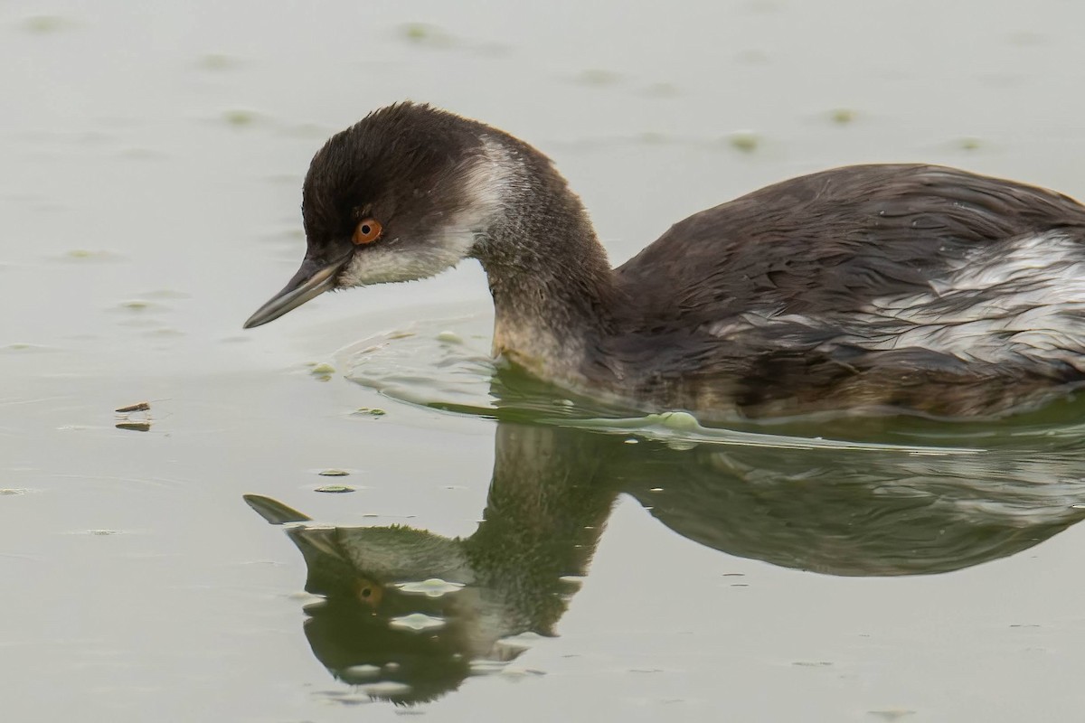 Eared Grebe - ML642648670