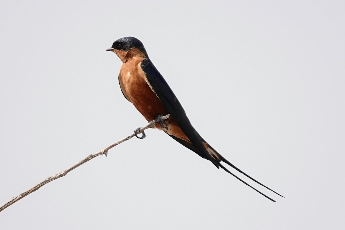 Rufous-chested Swallow - ML642648673