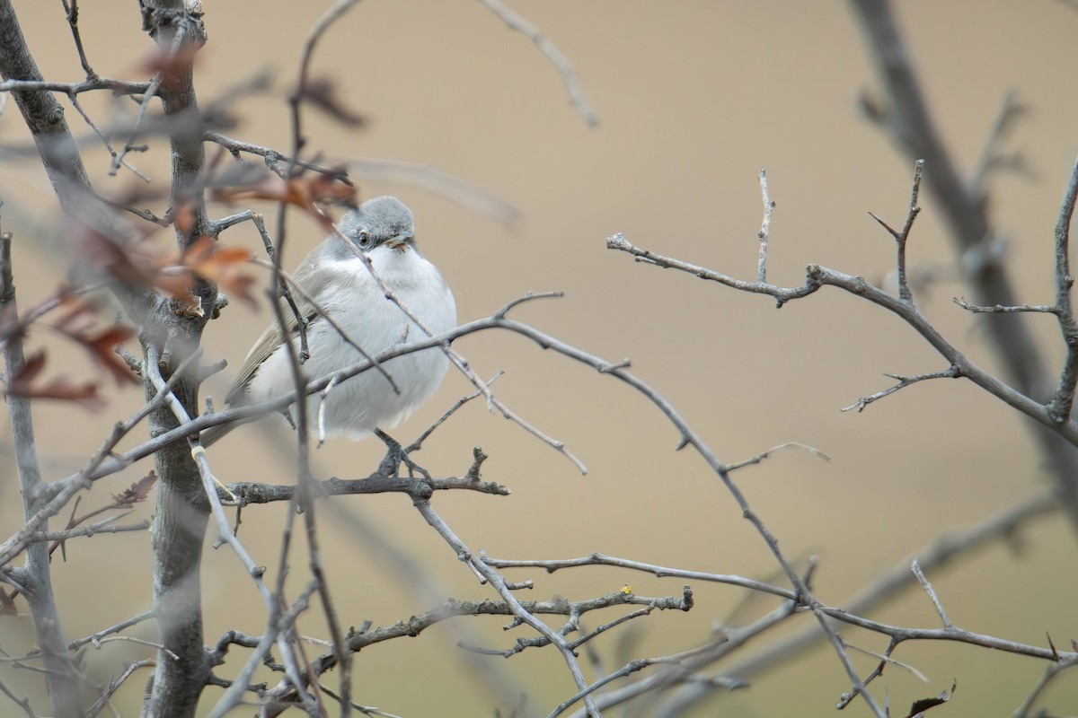 Lesser Whitethroat - ML642648678