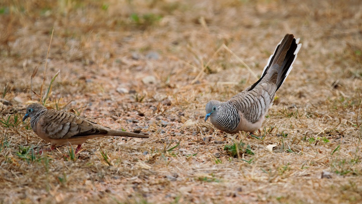 Peaceful Dove - ML642648680