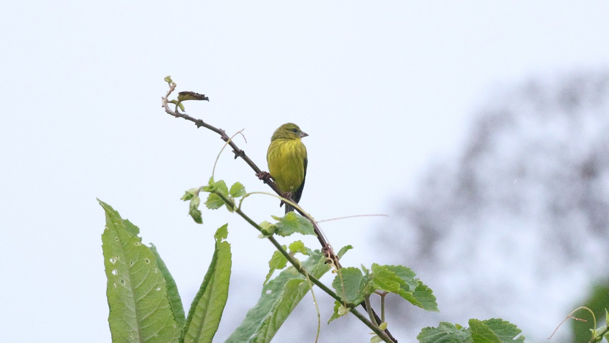 African Citril - ML642648685