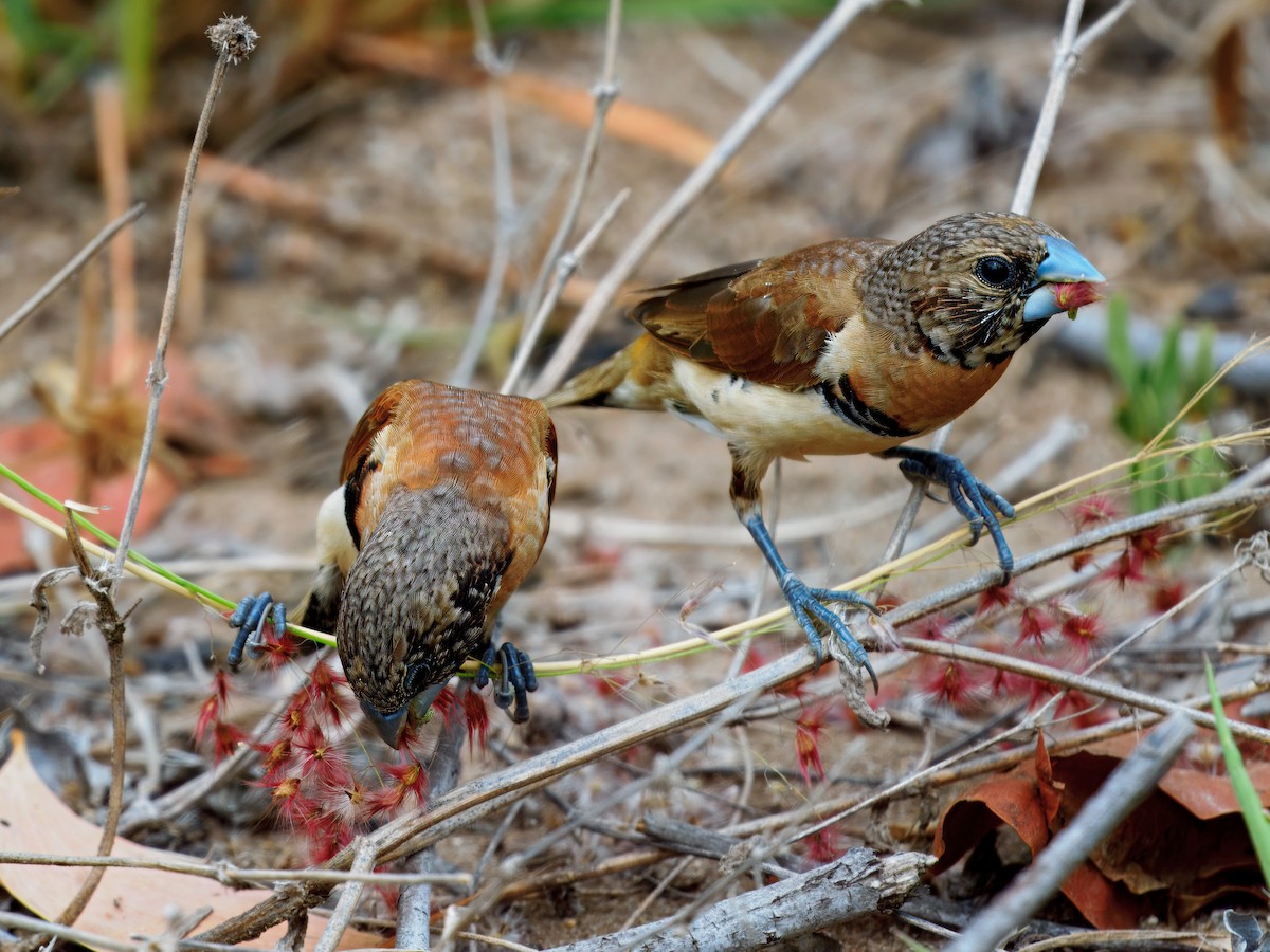 Chestnut-breasted Munia - ML642648690