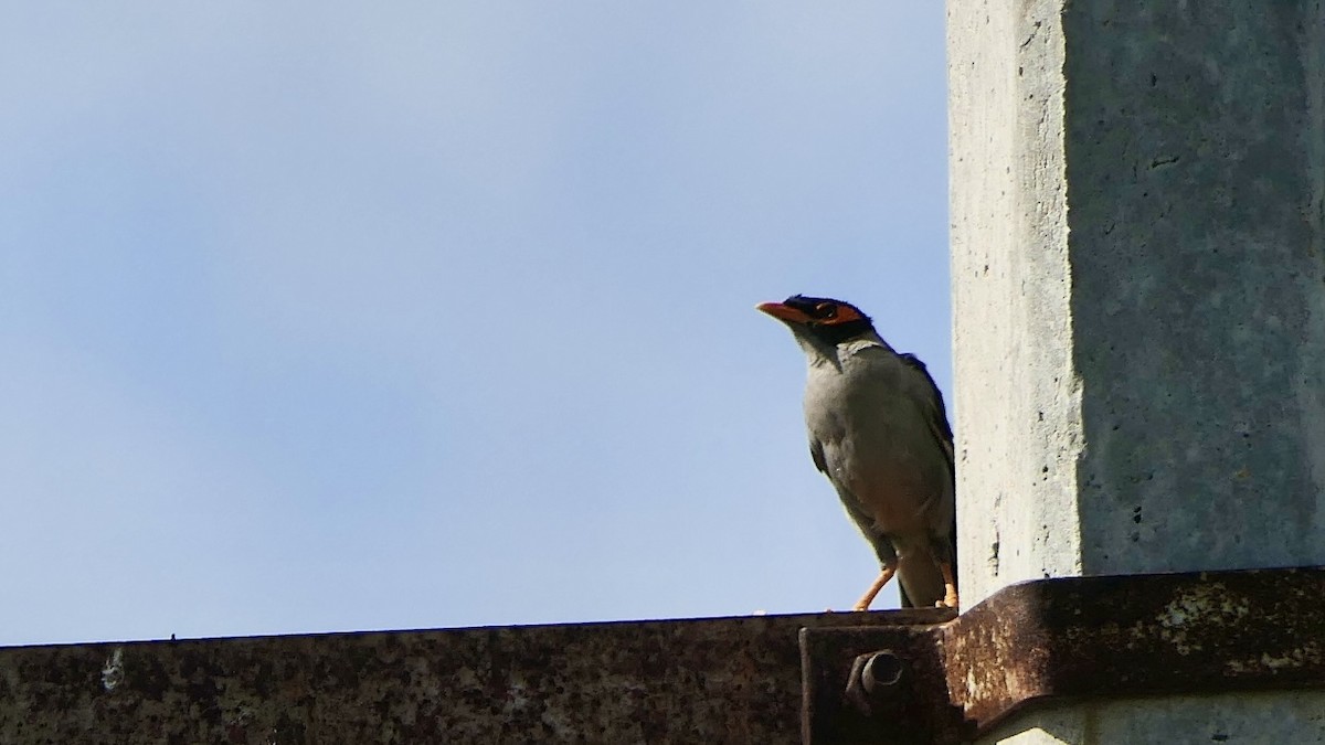 Bank Myna - ML642648691