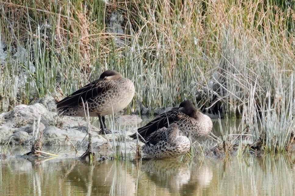 Red-billed Duck - ML642648706