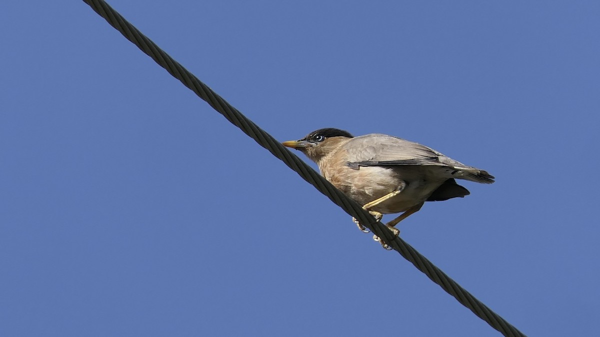 Brahminy Starling - ML642648709