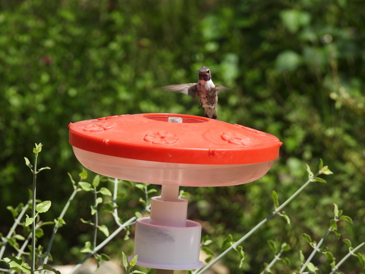 Costa's Hummingbird - ML642648710