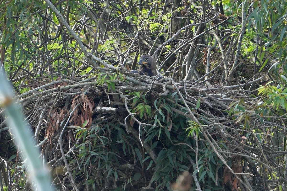 Crowned Eagle - ML642648745