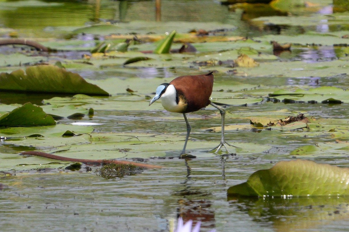 African Jacana - ML642648776