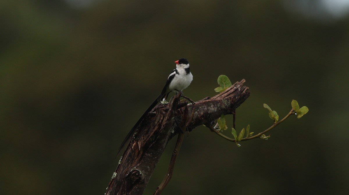Pin-tailed Whydah - ML642648777