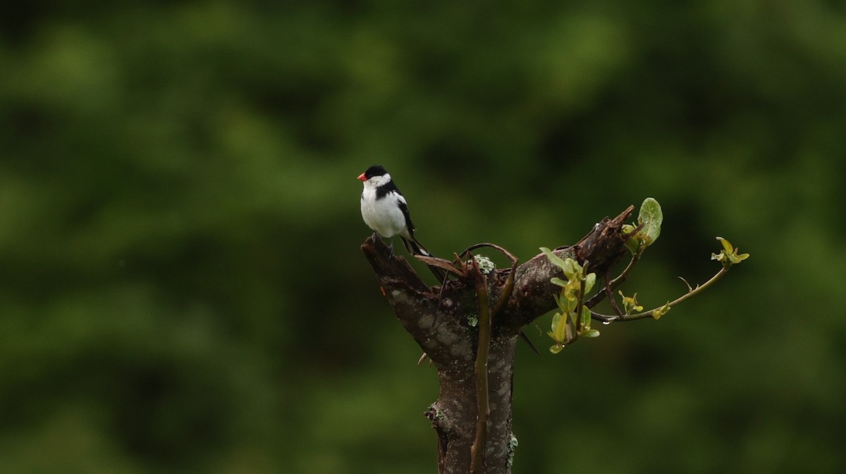 Pin-tailed Whydah - ML642648787