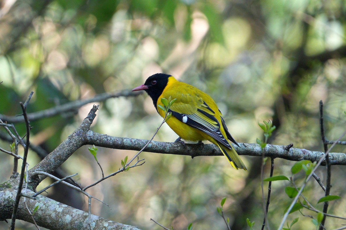 African Black-headed Oriole - ML642648798