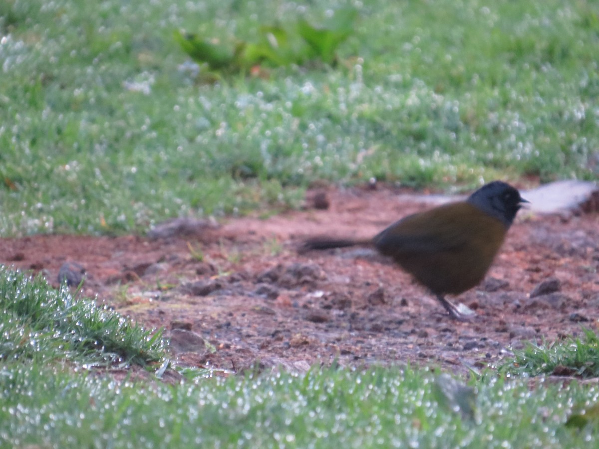 Large-footed Finch - ML642648799