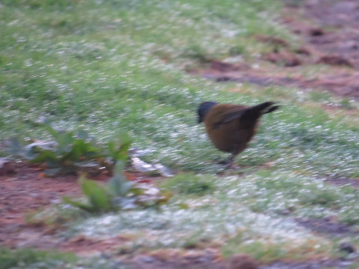 Large-footed Finch - ML642648801