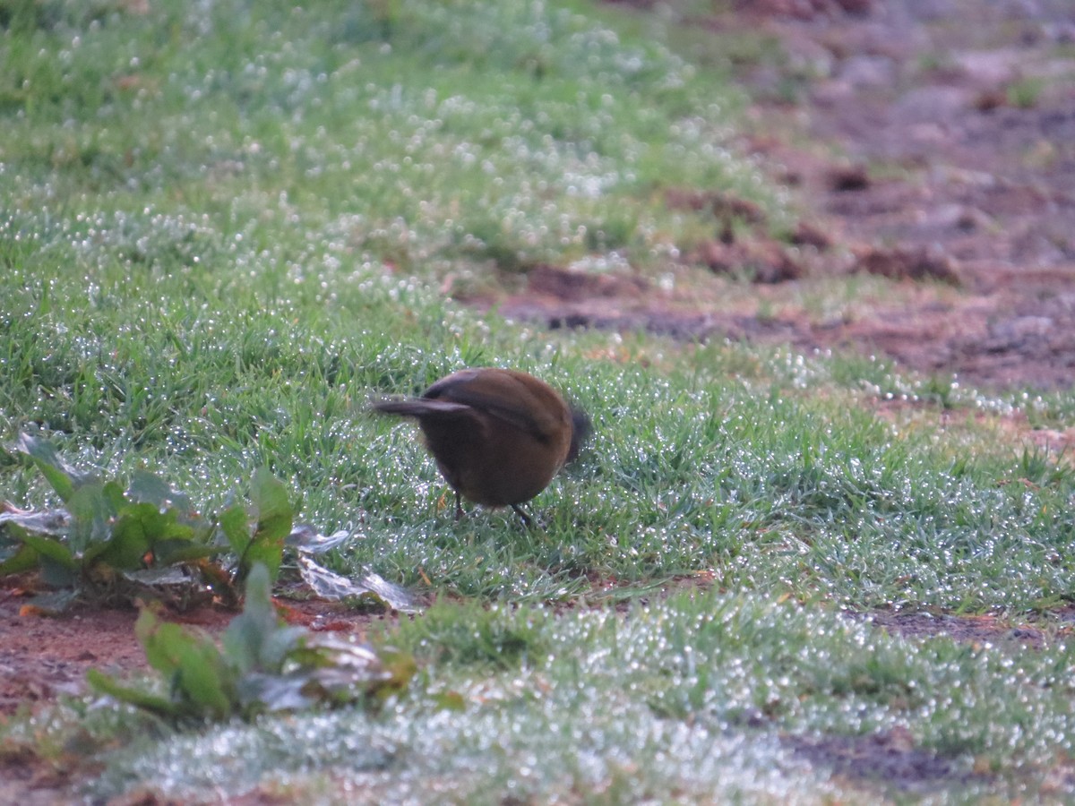 Large-footed Finch - ML642648802