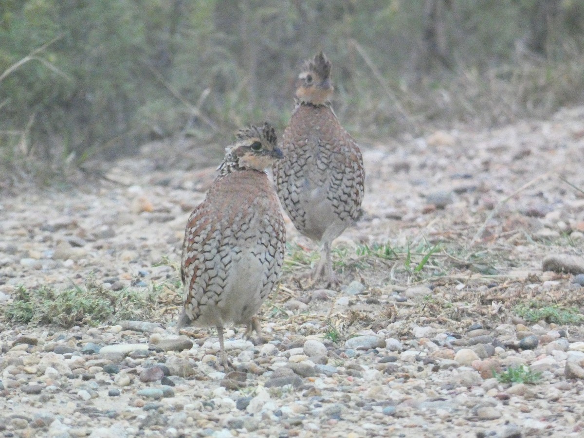 Northern Bobwhite - ML642648808