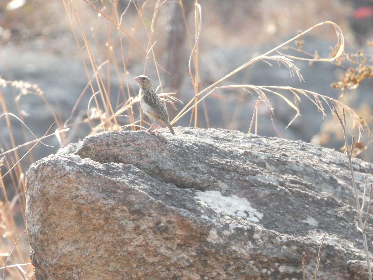 Woodland Pipit - ML642648810