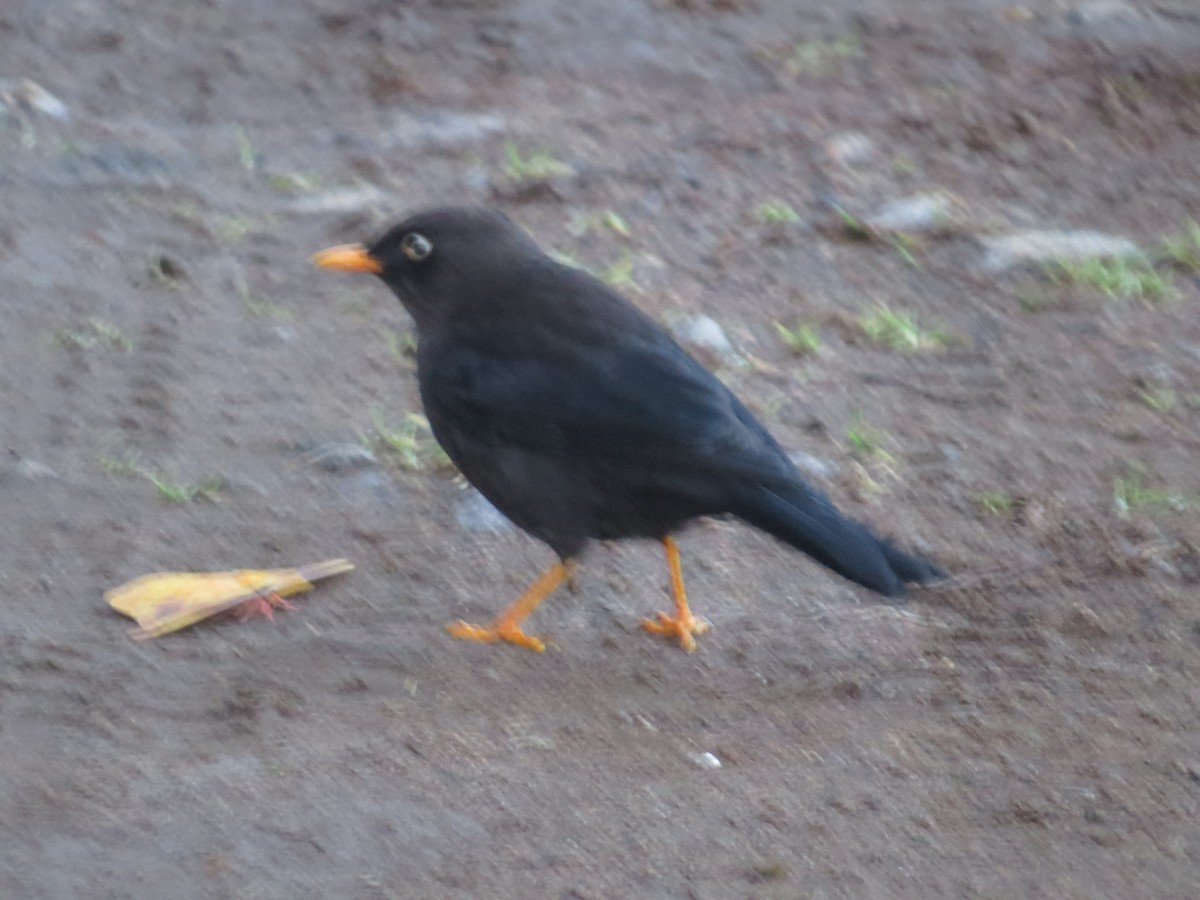 Sooty Thrush - ML642648811