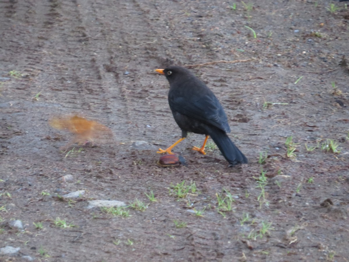 Sooty Thrush - ML642648812