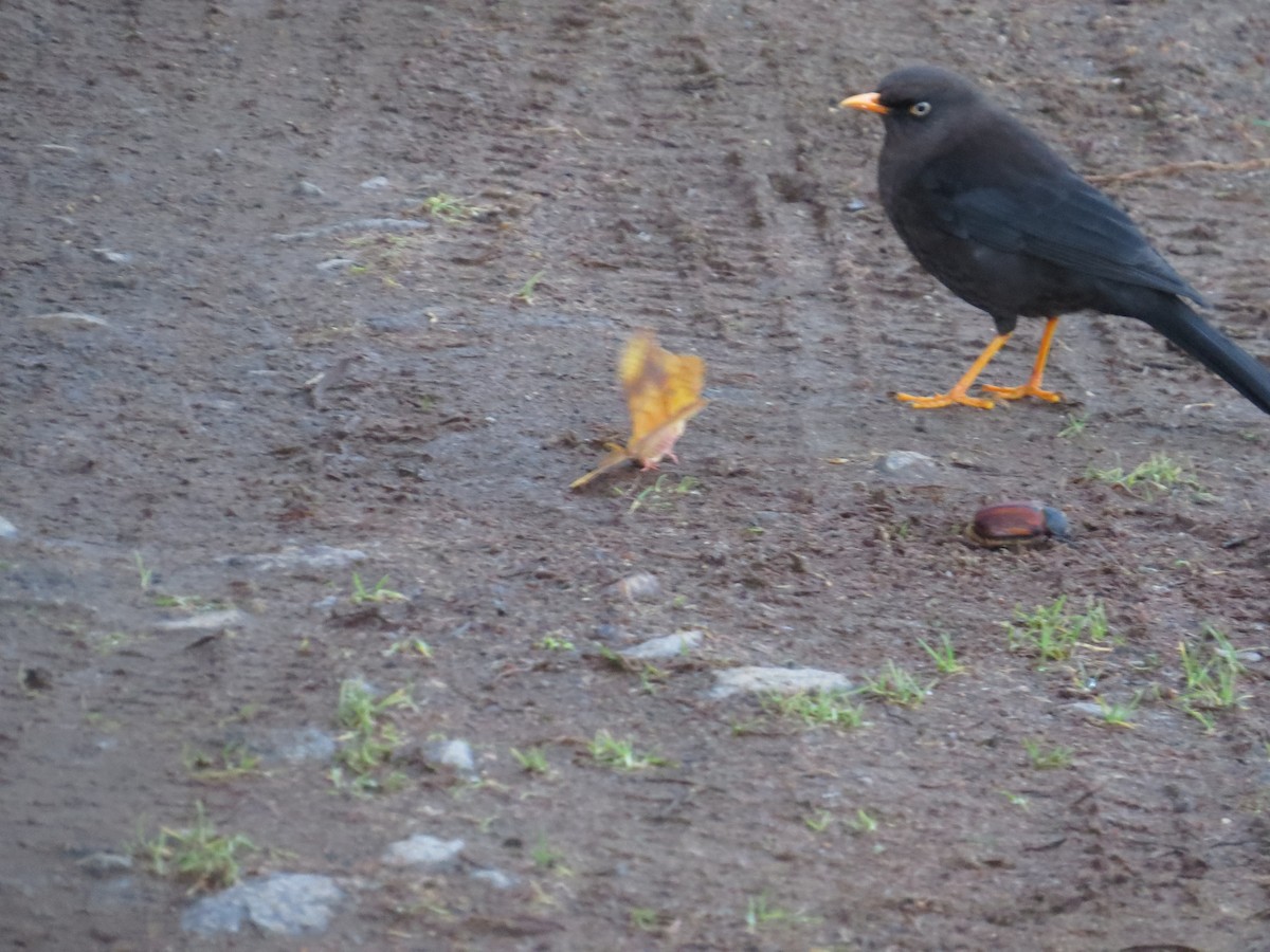 Sooty Thrush - ML642648813
