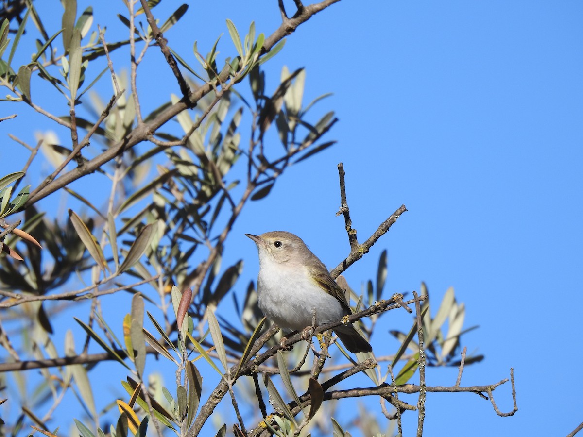 Western Bonelli's Warbler - ML642648841