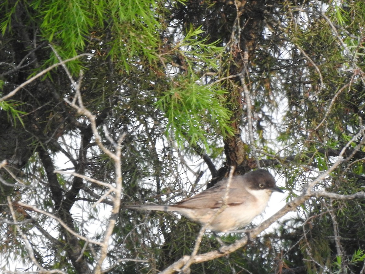 Western Orphean Warbler - ML642648842