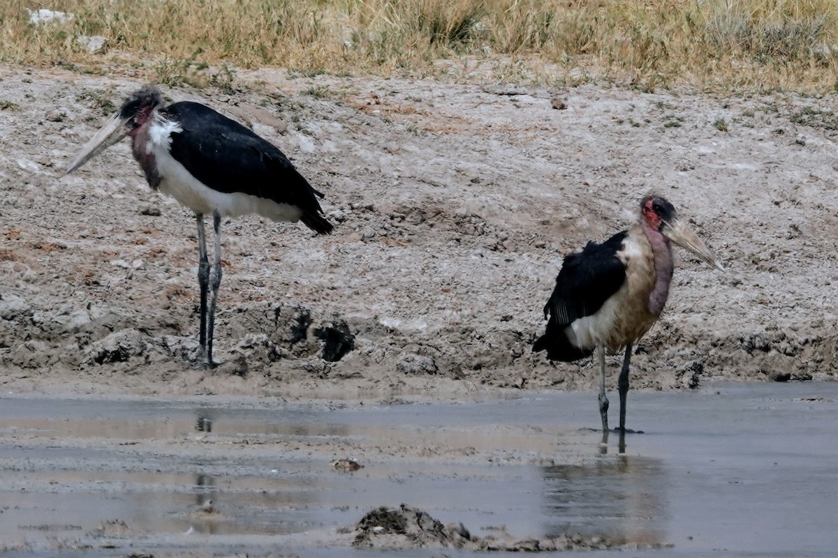Marabou Stork - ML642648875