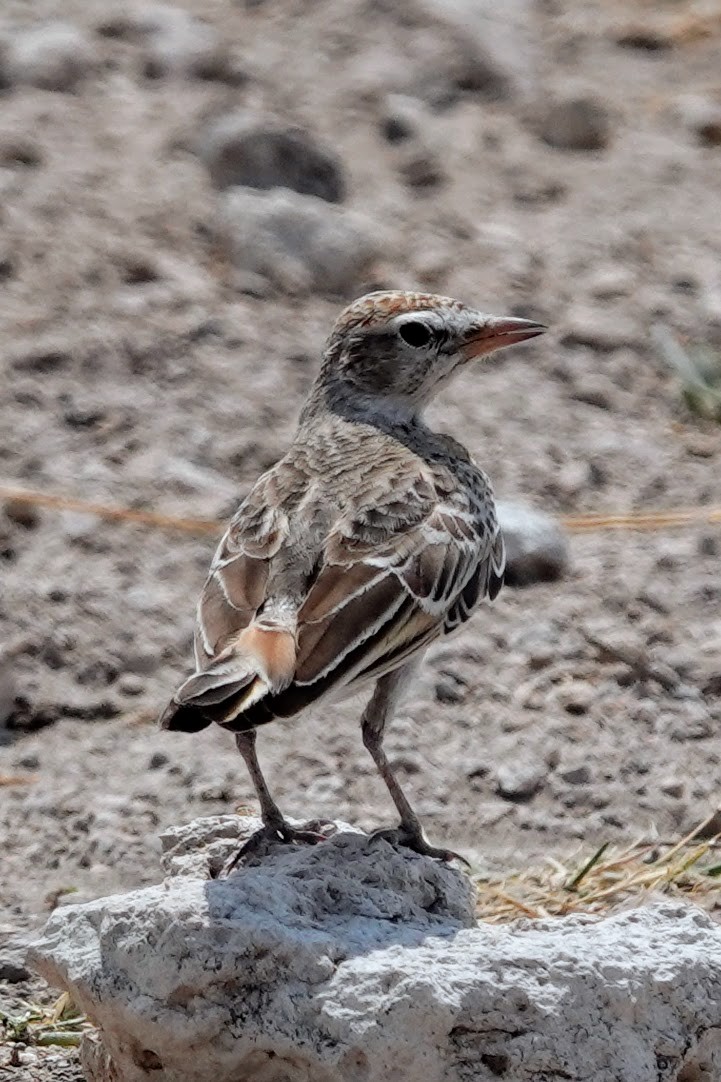 Red-capped Lark - ML642648879