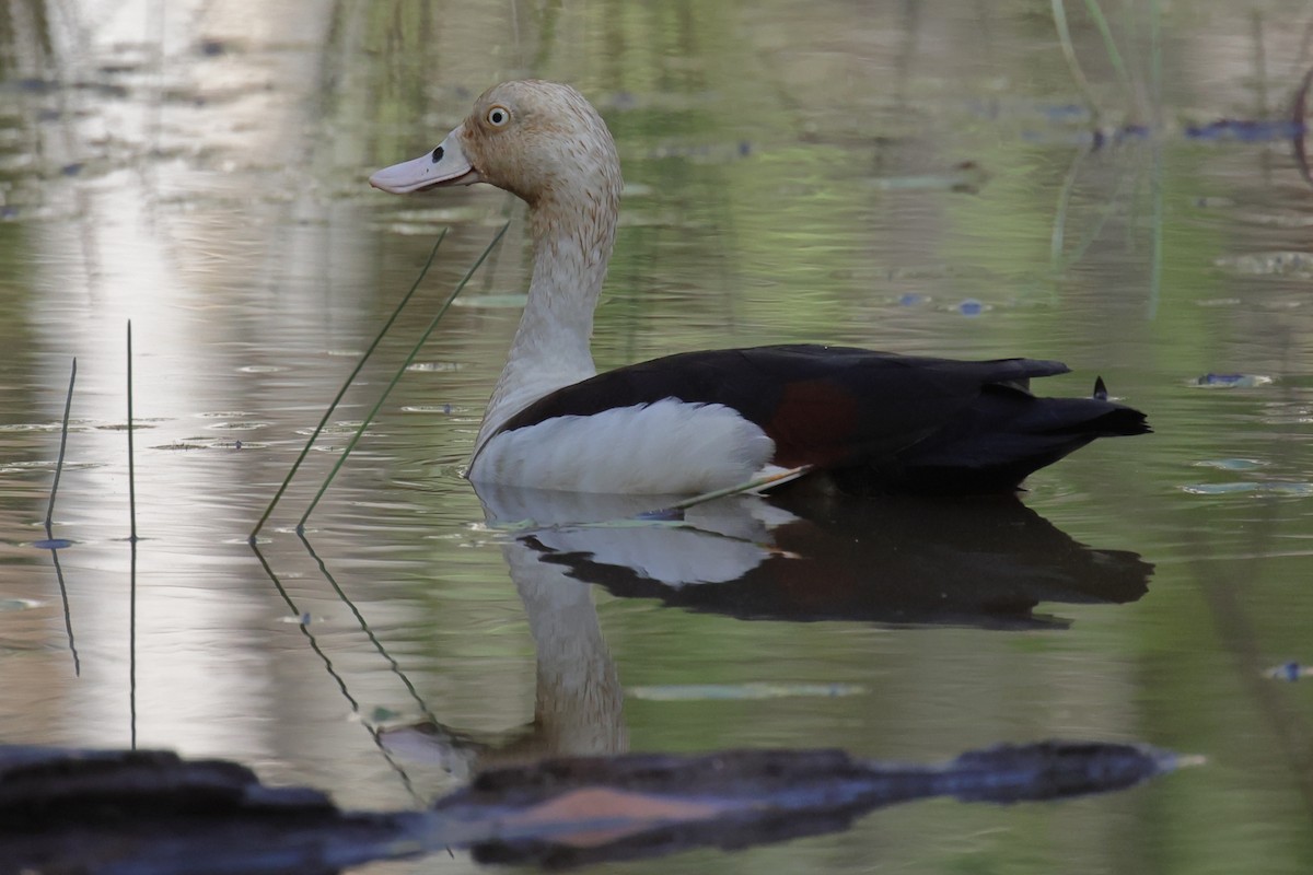 Radjah Shelduck - ML642648884