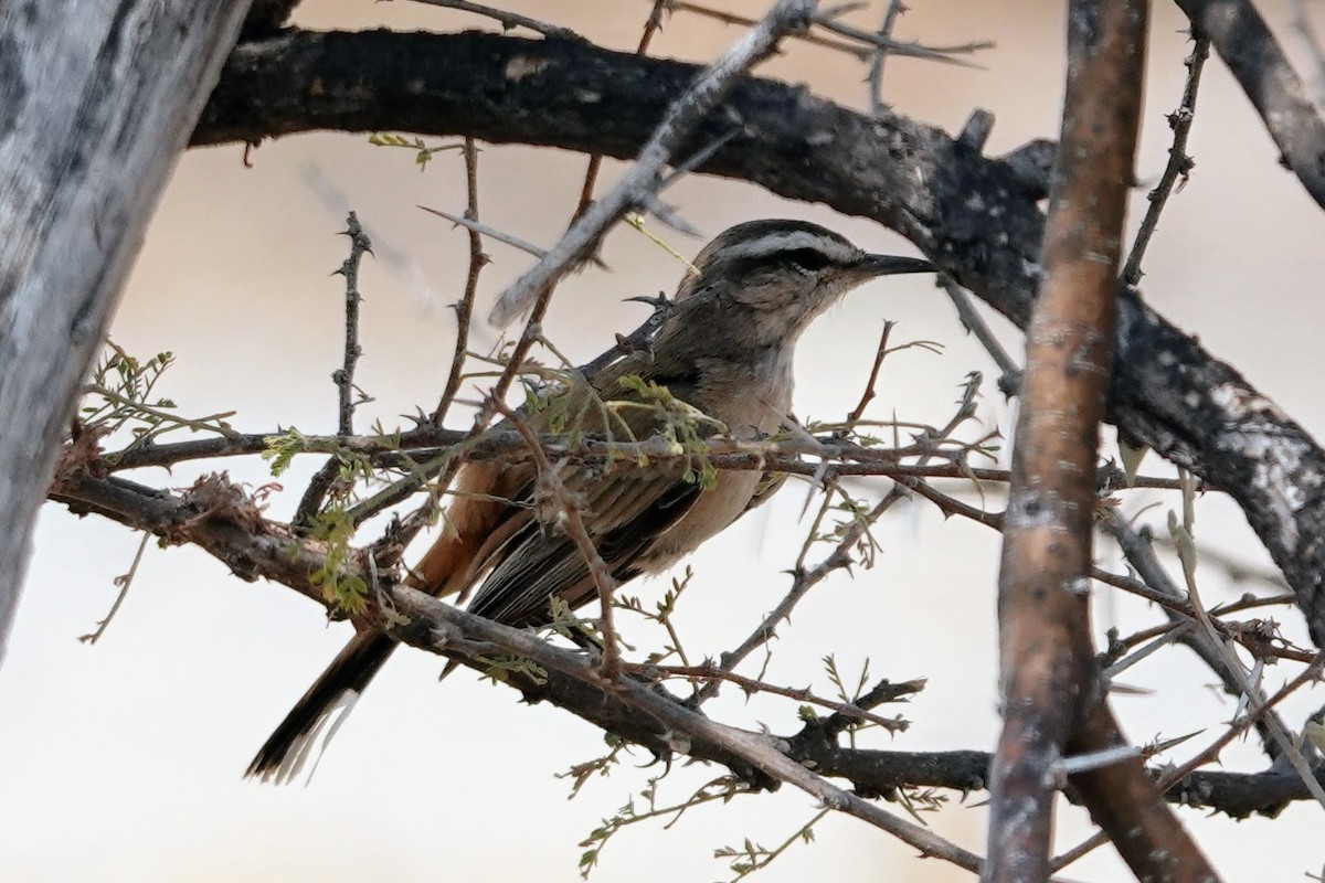 Kalahari Scrub-Robin - ML642648891