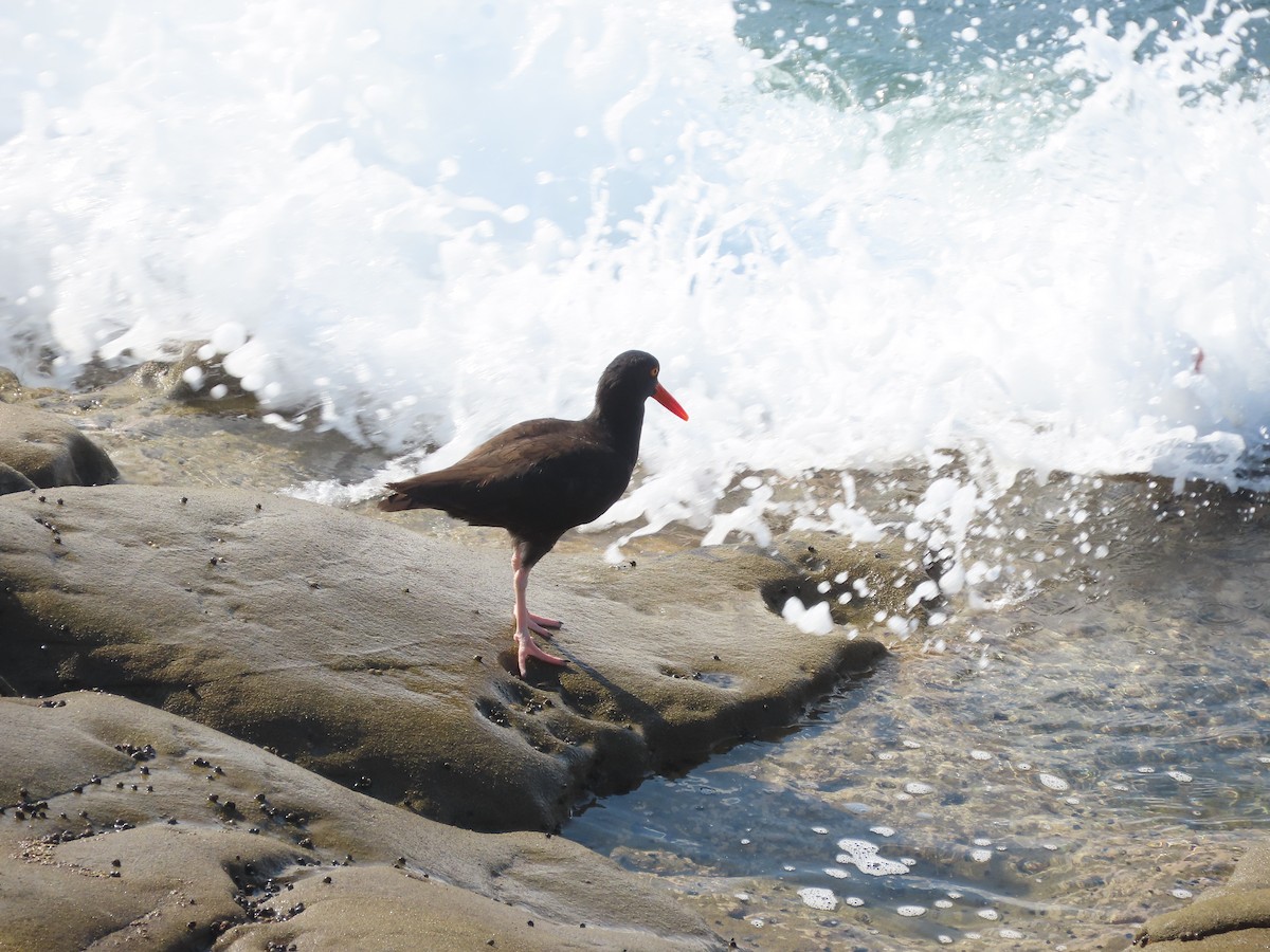 Black Oystercatcher - ML642648899