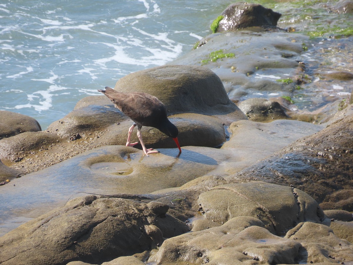 Black Oystercatcher - ML642648900