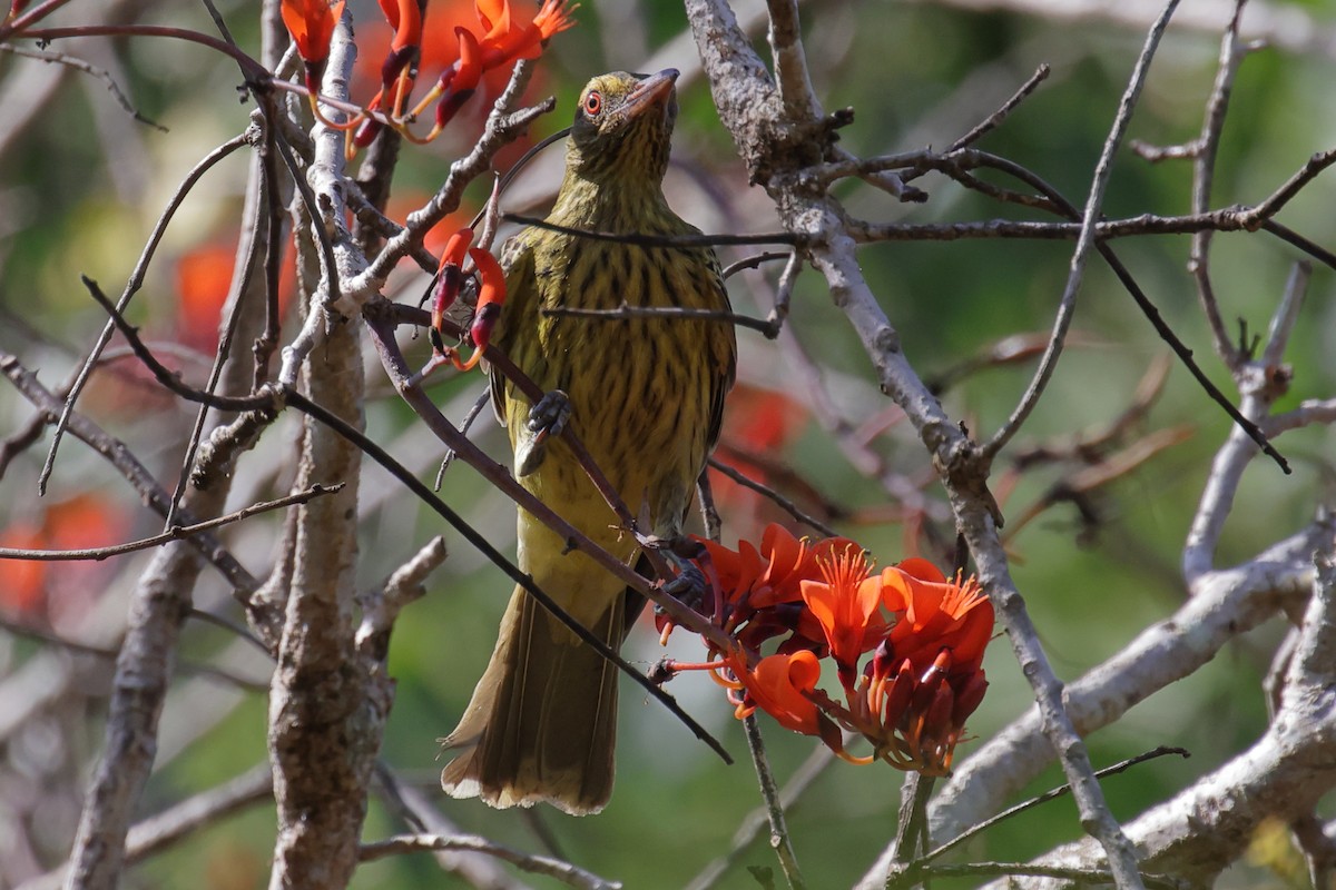 Green Oriole - ML642648905