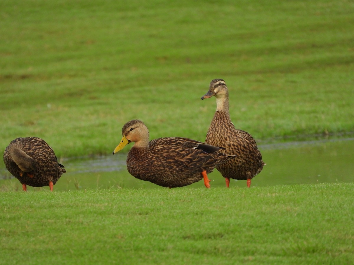 Mallard x Mottled Duck (hybrid) - ML642648966