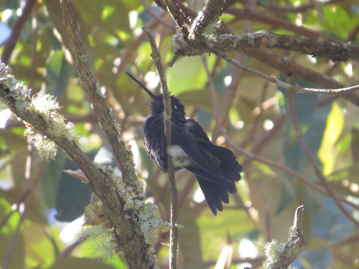Talamanca Hummingbird - ML642648976