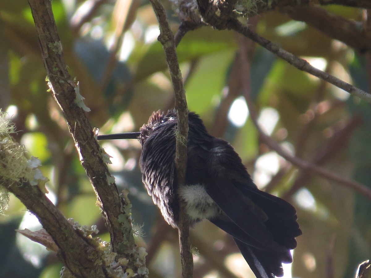 Talamanca Hummingbird - ML642648977