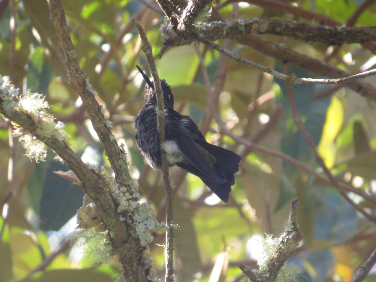 Talamanca Hummingbird - ML642648978