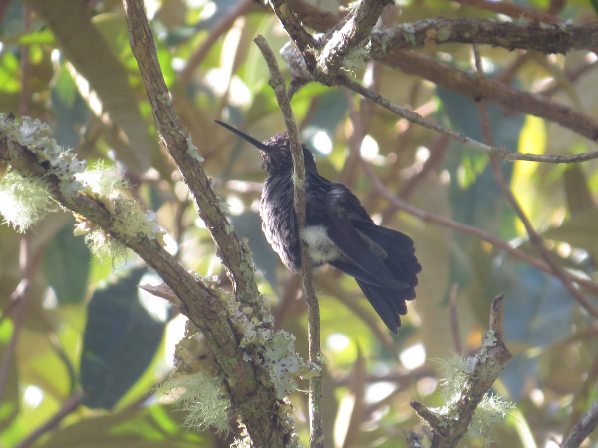 Talamanca Hummingbird - ML642648979
