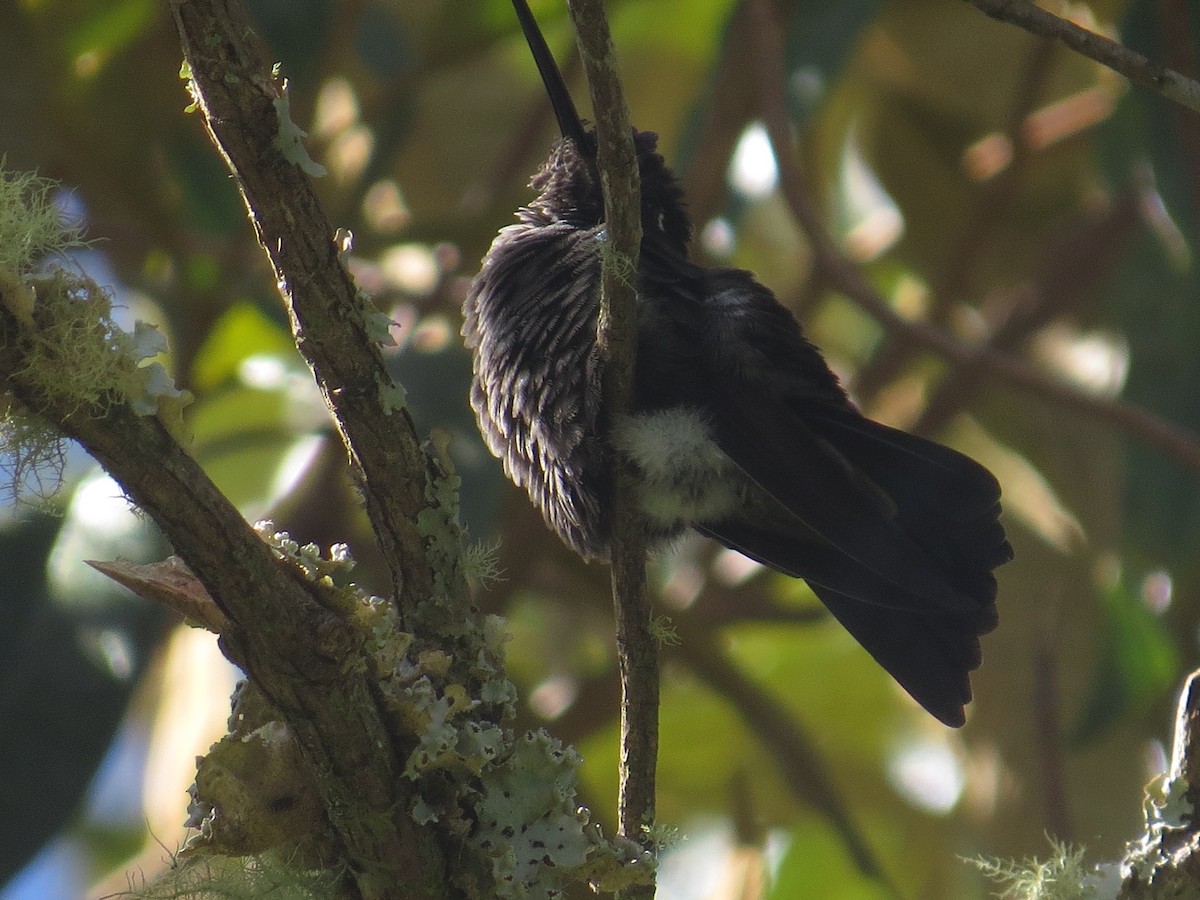 Talamanca Hummingbird - ML642648981