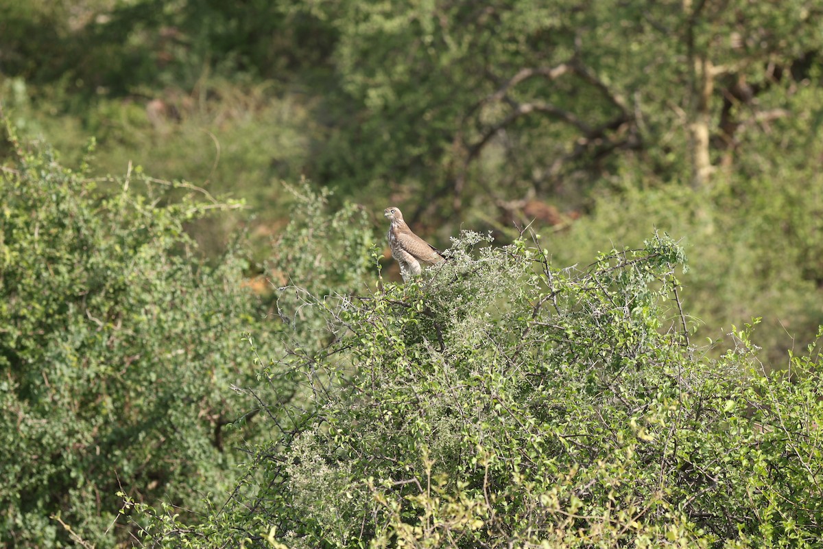 Eastern Chanting-Goshawk - ML642649012