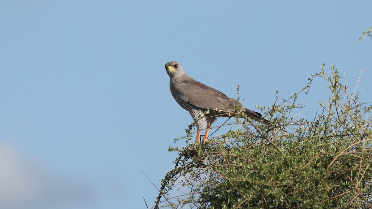 Eastern Chanting-Goshawk - ML642649018