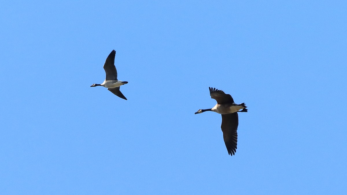 Canada Goose - ML642649053