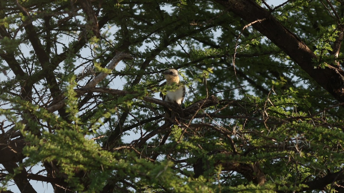 Great Spotted Cuckoo - ML642649066