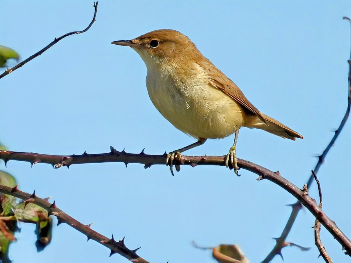 Common Reed Warbler - ML642649094