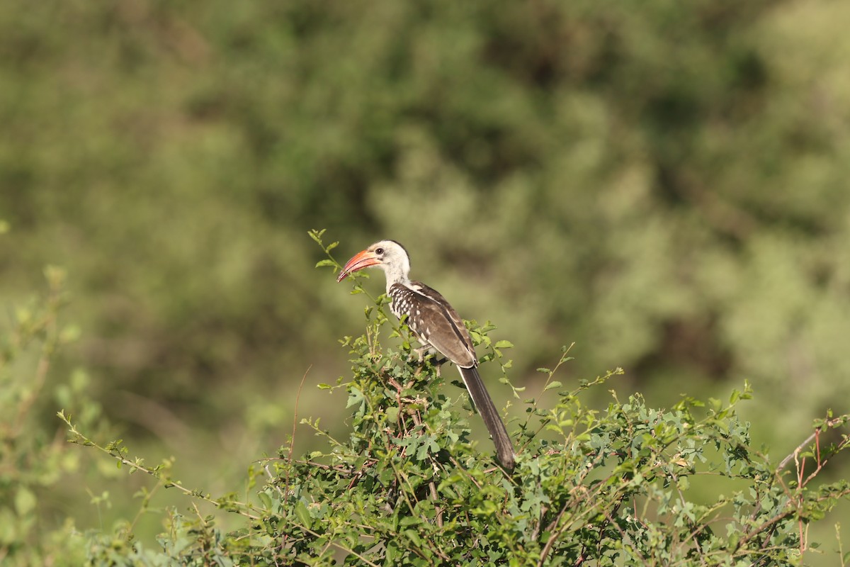 Northern Red-billed Hornbill - ML642649111