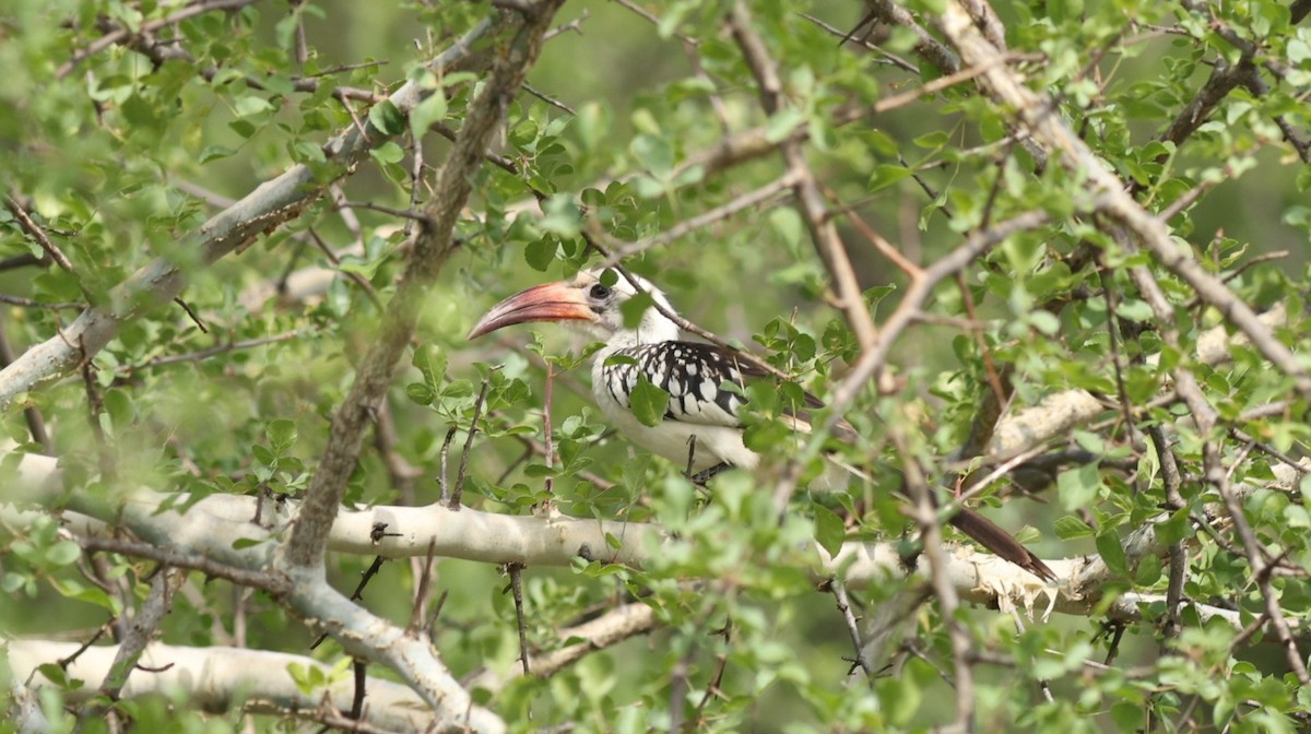 Northern Red-billed Hornbill - ML642649114