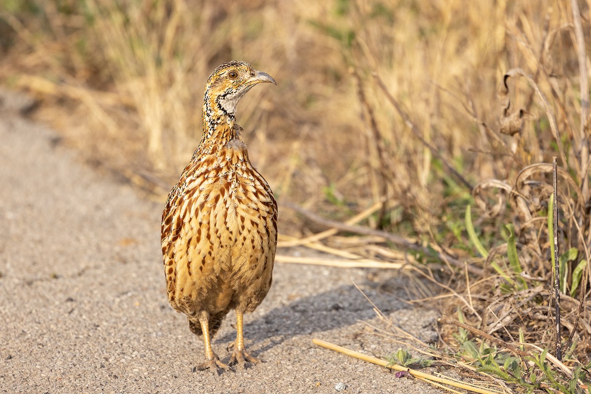 Orange River Francolin - ML642649126