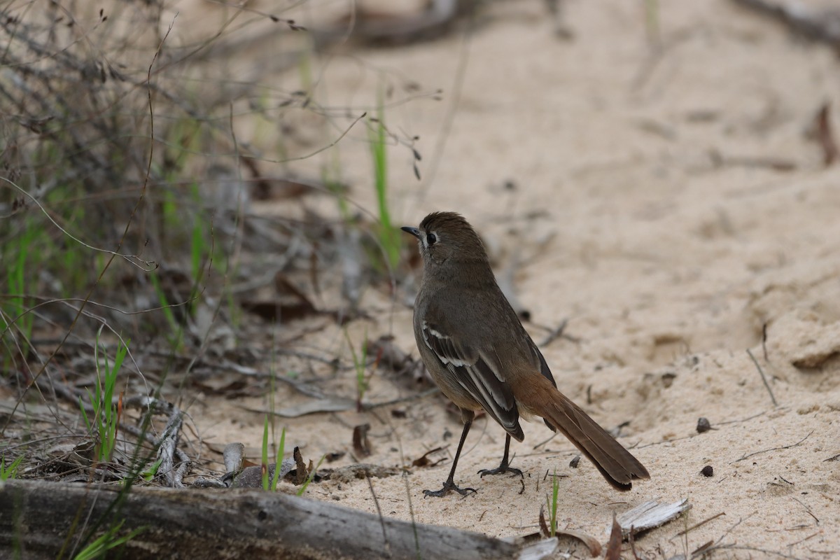 Southern Scrub-Robin - ML642649127