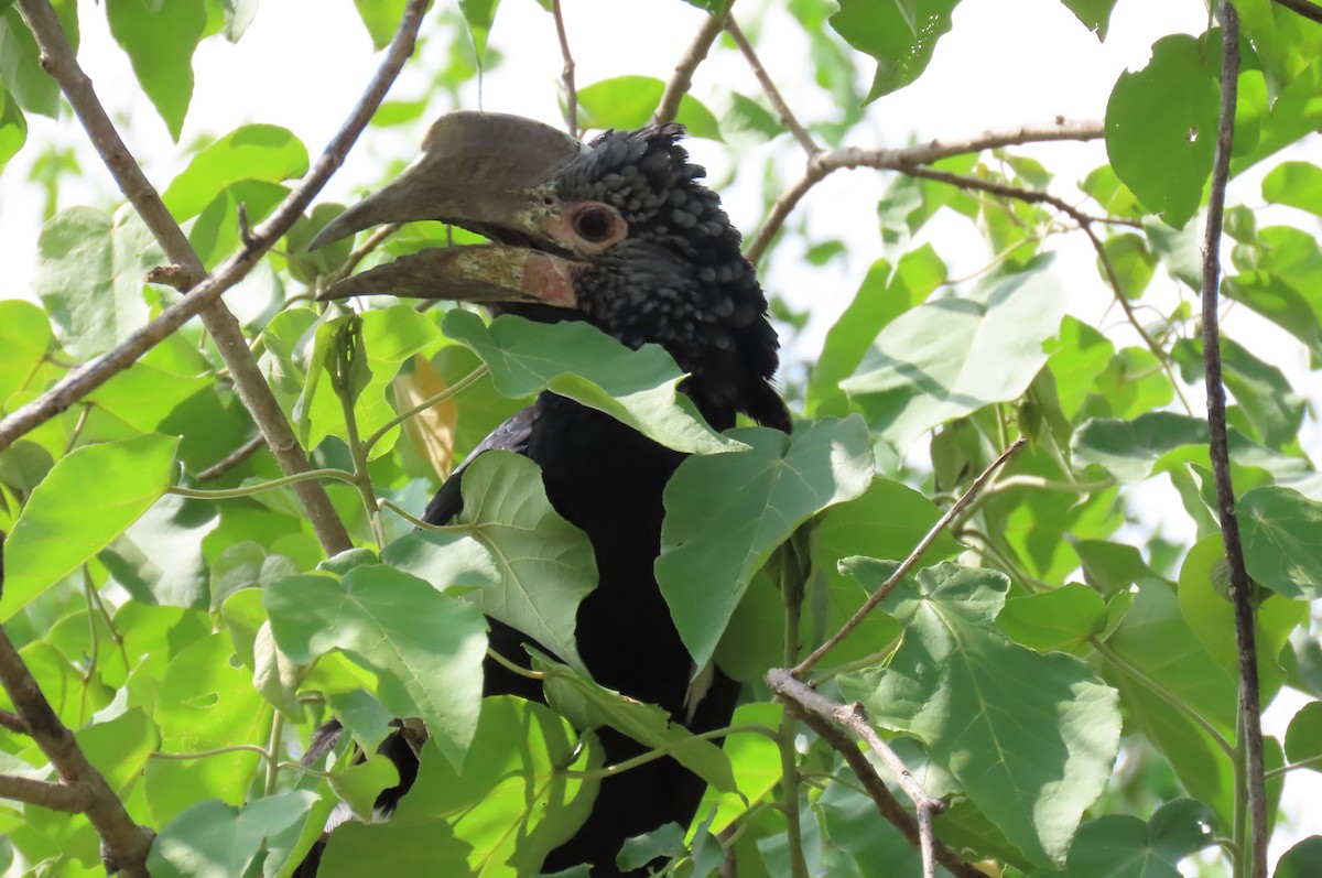 Silberwangen-Hornvogel - ML642649152